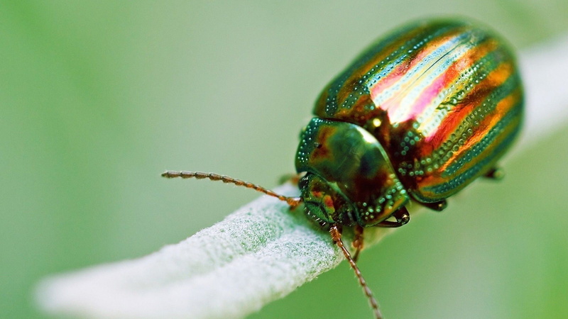 selective focus, colores, insect, animales, animal themes, animals in the wild, animal eye, green color, close-up, one animal, insecto, invertebrate, plant