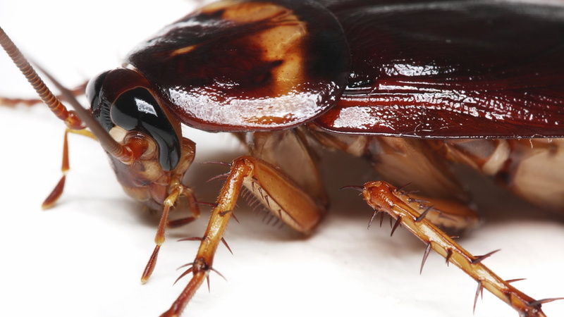 animals in the wild, Animales, no people, arthropod, studio shot, animal eye, arachnid, insect, focus on foreground, close-up, invertebrate, animal themes