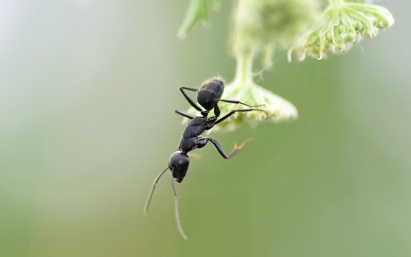hormiga, 1080P, Insecto, Animales