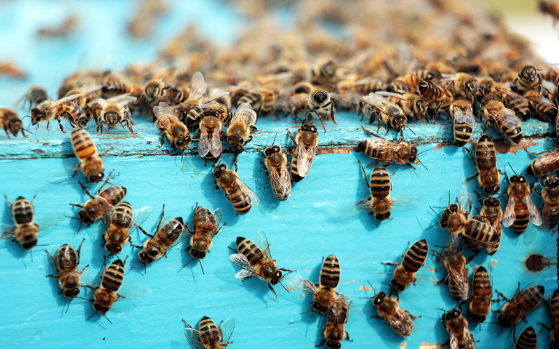 animales, colmena, emjambre, 1080P, insectos, abejas
