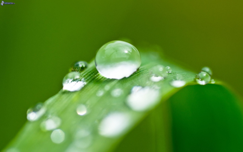 leaves, leaf, no people, water, 2K, nature, dew, hoja, green color, rain, extreme close-up, beauty in nature, growth, plant, naturaleza, outdoors, close-up