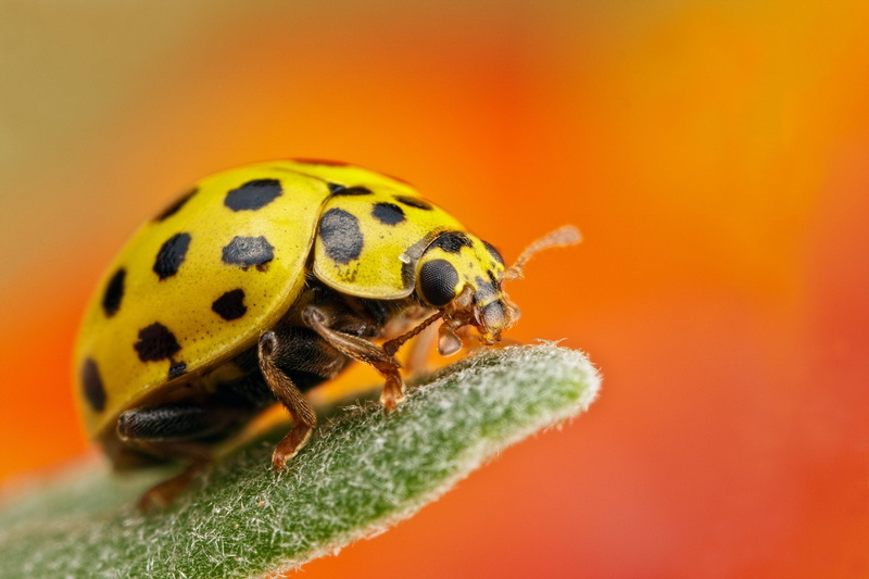 leaf, insect, yellow, Amarilla, one animal, plant part, animal themes, close-up, no people, green color, animal wildlife, 1080P, animals in the wild, invertebrate