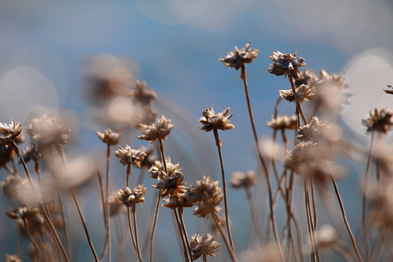 dry, fragility, france, plant stem, flowering plant, le phare du petit minou, beauty in nature, close-up, land, no people, flower, plouzané, nature, growth