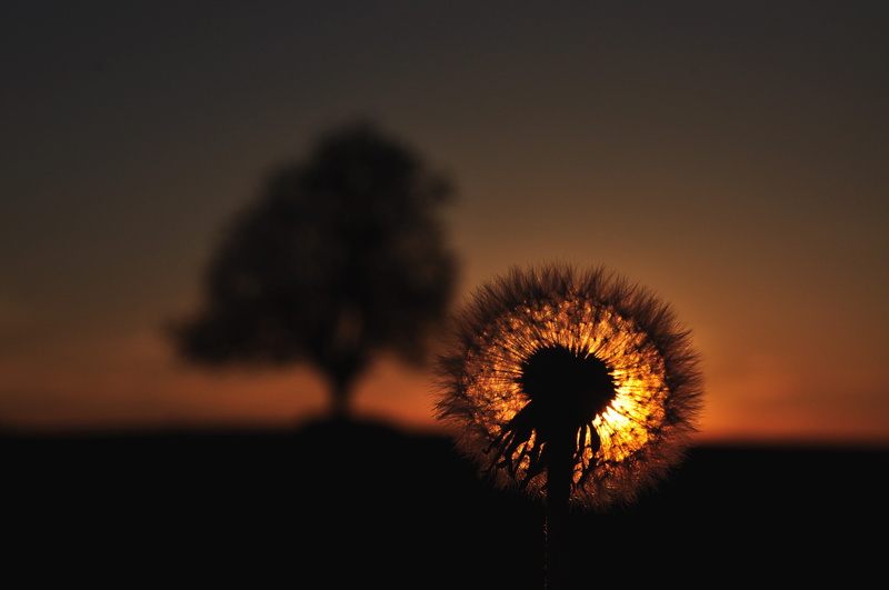 nature, sunset, dandelion, 4K