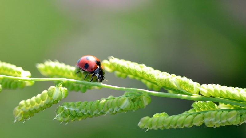 nature, insect, ladybugs, 1080P, plants