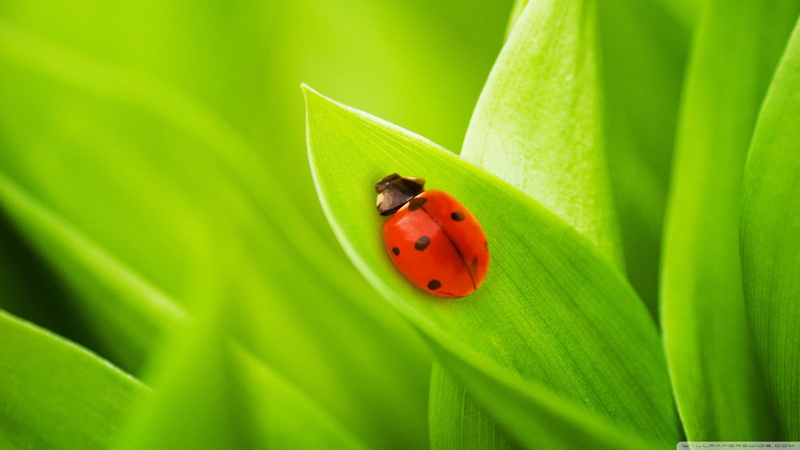 green, ladybug, nature, insect, leaf, invertebrate, beetle, focus on foreground, ladybugs, no people, 2K, animals in the wild, grass, animal wildlife