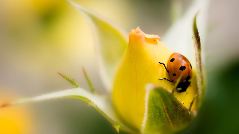 rose, 1080P, ladybugs, yellow, flowers, yellow flowers, insect, macro