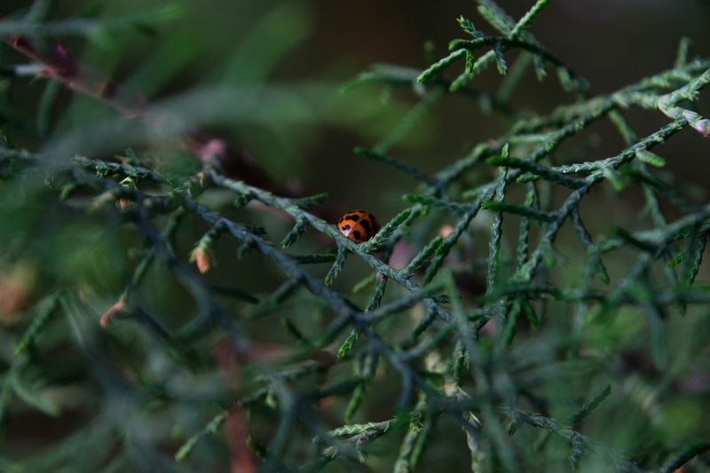 ladybug, selective focus, close-up, plant, outdoors, plants, one animal, no people, day, animal wildlife, ladybugs, nature, animal themes, animals in the wild