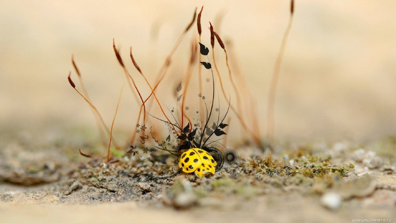 animal wildlife, focus on foreground, surface level, butterfly - insect, ladybugs, selective focus, animals in the wild, nature, animal themes, land, close-up