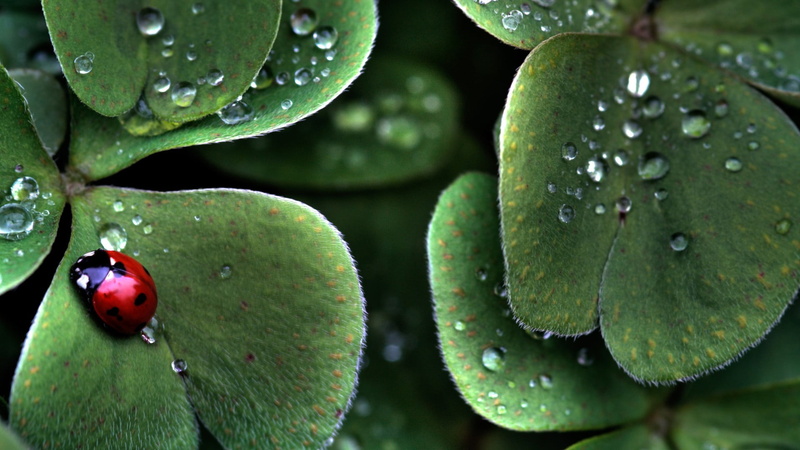 ladybug, plant, leaf, rain, plant part, droplet, green color, wellbeing, water, food, freshness, 1080P, waters, growth, no people, raindrop, fruit, day