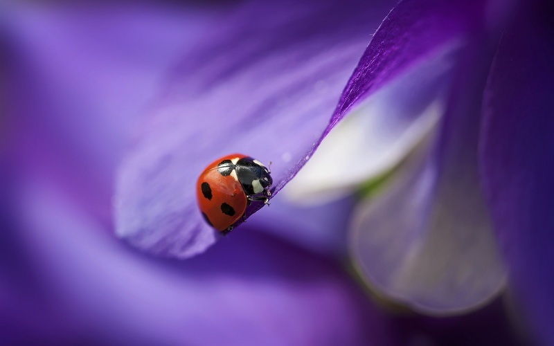 Purple, Flower, 2K, Ladybug, close, Petals, Red
