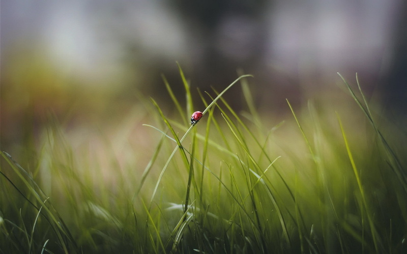 blade of grass, animals in the wild, day, macro, field, land, animal wildlife, outdoors, nature, ladybugs, green color, animal themes, no people, growth