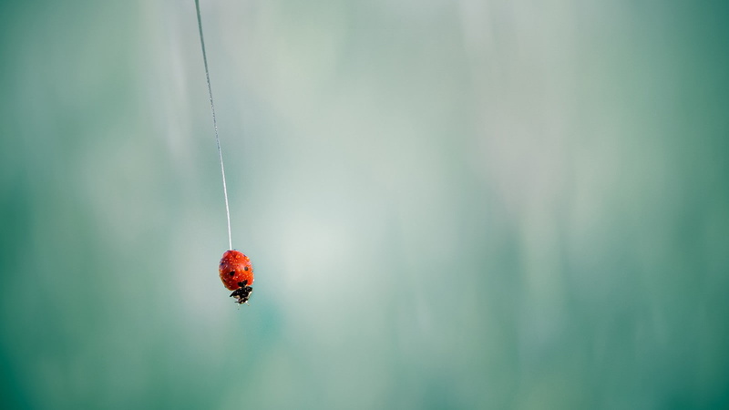720P, insect, animals, ladybugs, closeup