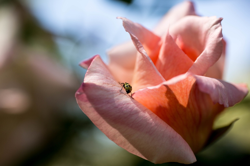 one animal, inflorescence, flowering plant, close-up, 5K, freshness, animal, pollination, rose, flower, focus on foreground, vulnerability, animal themes