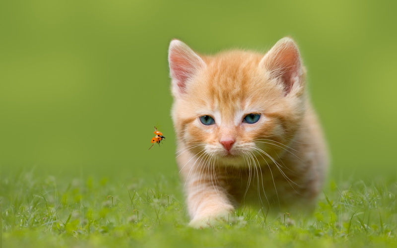 blue-eyed grass, kitten, tabby, ladybug, hunting, insect, 2K, orange