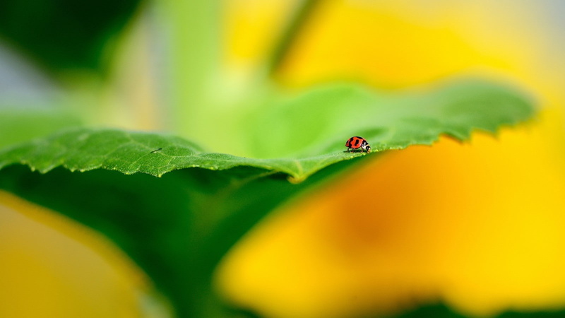 macro, yellow, insect, leaves, green, 720P, ladybugs, plants
