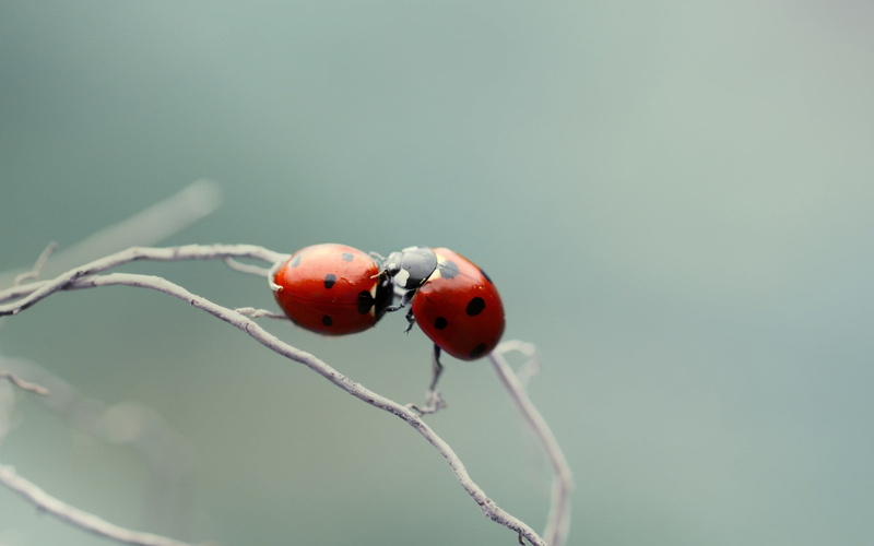 focus on foreground, macro, 2K, animal themes, ladybug, one animal, outdoors, animals in the wild, small, no people, beetle, red, fruit, animal, spotted