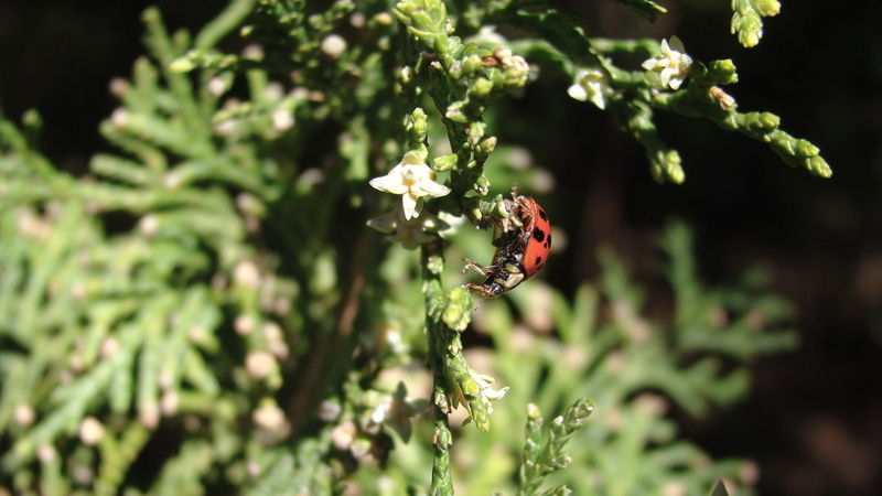 animals in the wild, day, yellow, invertebrate, growth, flower, no people, beauty in nature, 1080P, ladybug, nature, animal themes, focus on foreground