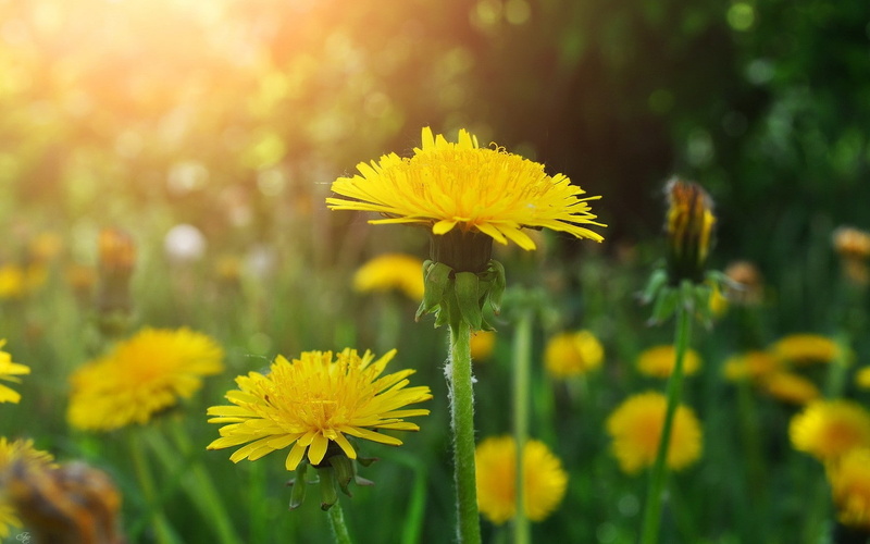 yellow flowers, dandelion, 720P, flowers