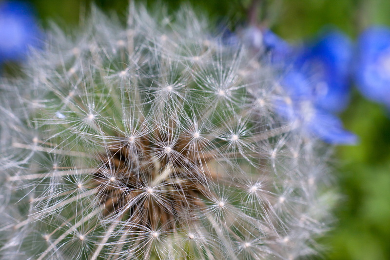 fluffy, green, 4K, springtime, violet, photography, macro, flower, outdoors, background, blurred, close-up, micro, nature, seed, dandelion, floret, cluster
