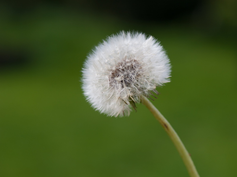 Dandelion Clock, nature, close, dandelion, white, flower, plant, photo, Normandy, Buais, vacation, 2K, seed, La, close up, macro, focus, France, springtime