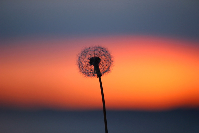 macro, dandelion, plants, 1080P