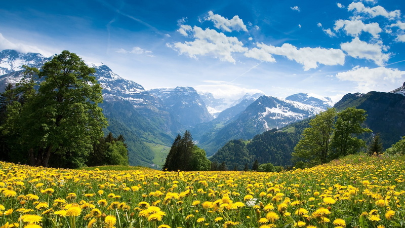 mountains, sky, tranquility, nature, environment, dandelion, freshness, outdoors, yellow, mountain, 1080P, tranquil scene, field, plant, flowerbed, rural scene