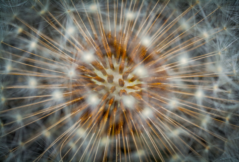 growth, softness, motion, exploding, illuminated, full frame, nature, sky, firework display, plant, arts culture and entertainment, backgrounds, flower