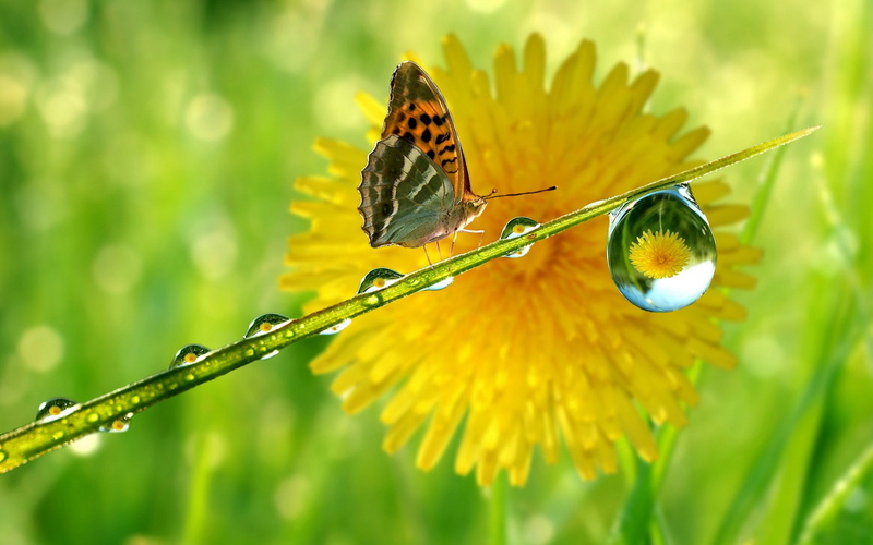 butterfly, dandelion, nature, 2K, macro, water drops