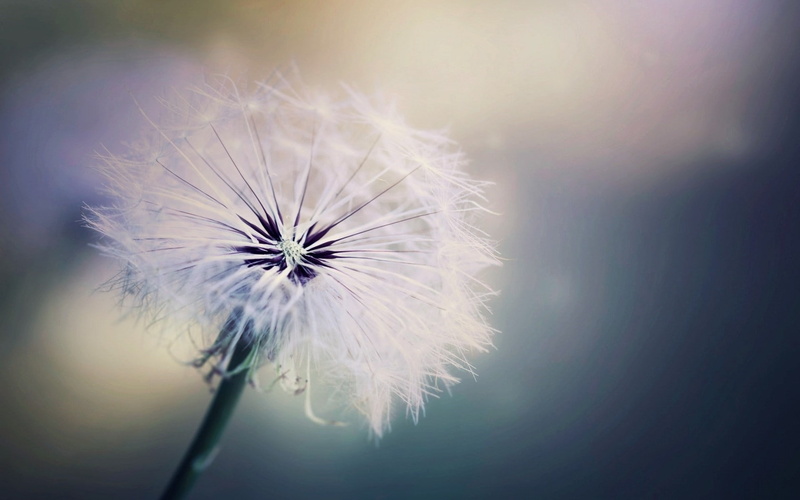 720P, dandelion, macro, plants