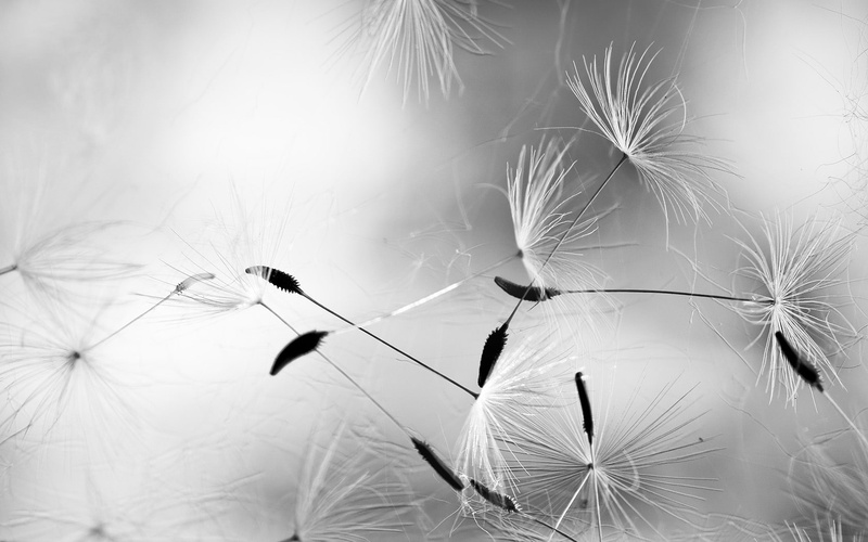 growth, monochrome, invertebrate, flowering plant, focus on foreground, white color, vulnerability, plants, outdoors, 720P, freshness, nature, plant, inflorescence