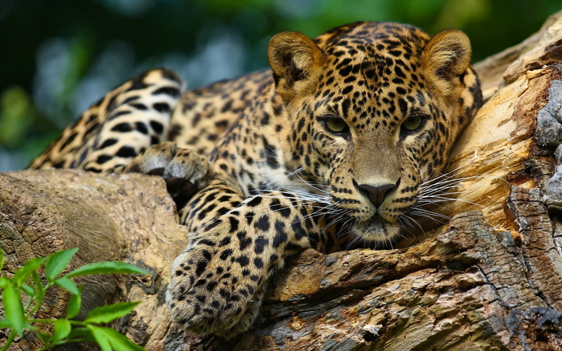 jaguars, animal wildlife, one animal, animal, carnivora, animal markings, day, outdoors, animals in the wild, relaxation, leopard, focus on foreground