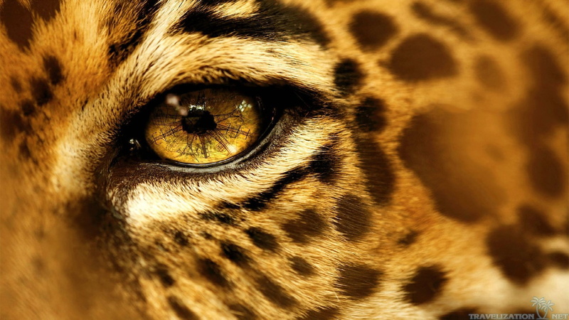 eyes, animals, jaguars, 1080P