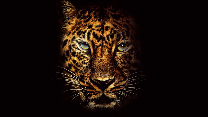 4K, 8K, 8K, cheetah, Jumanji: Welcome to the Jungle, digital, Jaguar