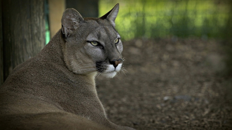 1080P, Cat, Forest, Puma, Wild, Predator