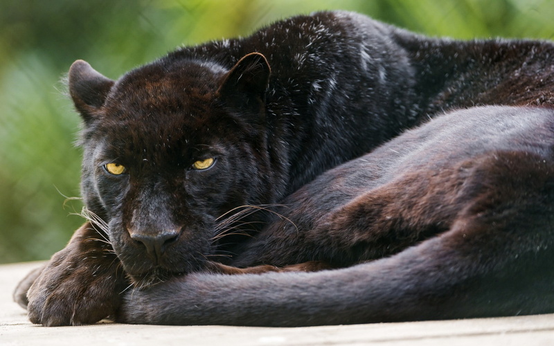 cat, wild, black panter, The Jaguar, 720P, Leopard, black