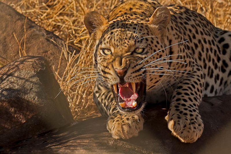 cat, predator, 1080P, desktop, backgrounds, leopard, wild, teeth, cats