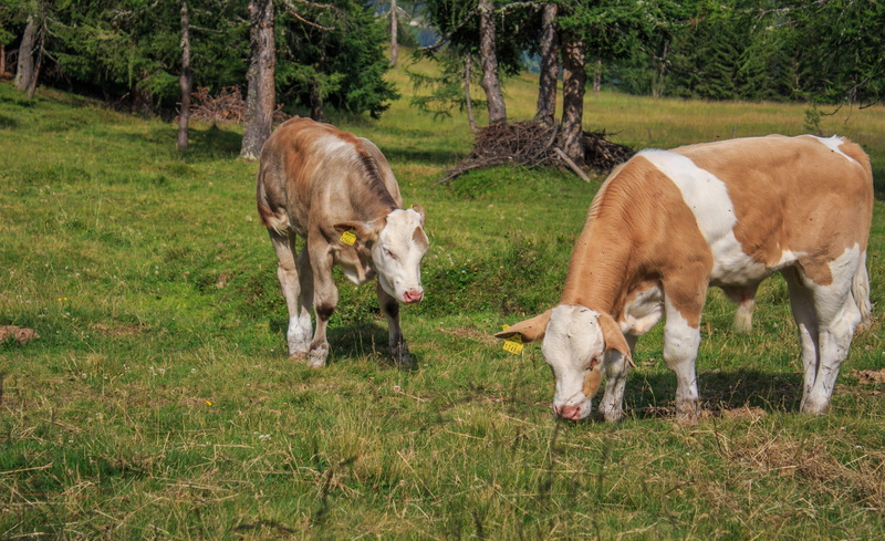 cows, animal family, tree, little calf, grass, Cute, cow, Beef, pets, meadow, vertebrate, dairy cattle, lesachtal, mammal, livestock, pasture, group of animals
