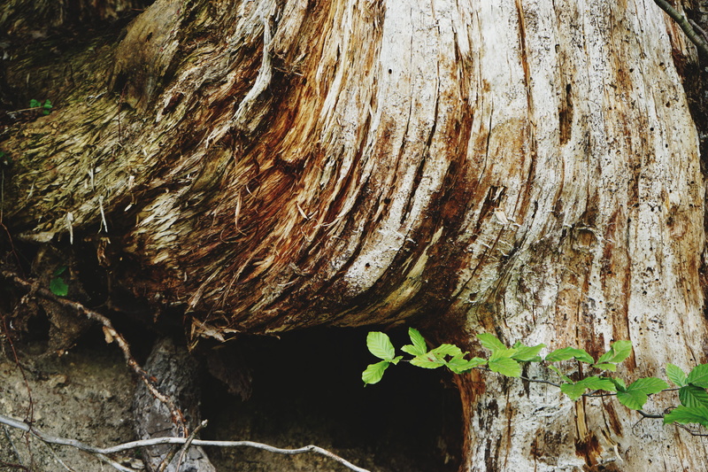 austria, growth, tree bark, beauty in nature, tree trunk, texture, textured, saint wolfgang im salzkammergut, weathered, 5K, outdoors, plant part, pattern