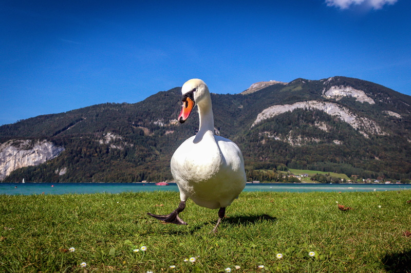4K, alpine, white color, water, animal wildlife, Lake, lake wolfgang, bird, Swan, vertebrate, sunlight, animal, day, white swan, animals in the wild, blue