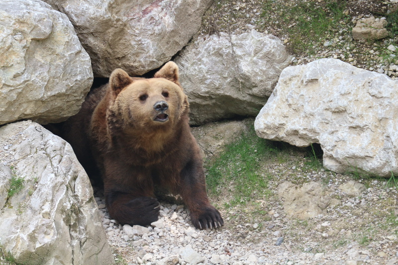 animal wildlife, rock formation, hollow, animal themes, mouth open, wildlife park, one animal, zoo, curious, animals in the wild, day, solid, animal, animals in captivity