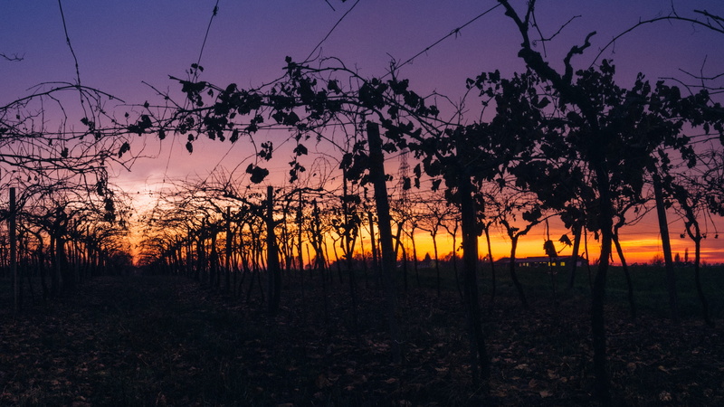countryside, arcole, violet, country, beauty in nature, growth, environment, wine, tranquil scene, outdoors, 5K, scenics - nature, tranquility, nature
