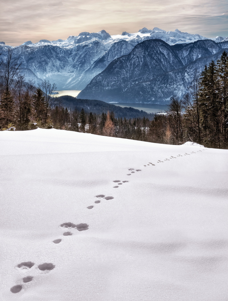 snowcapped mountain, austria, environment, tranquility, plant, salzkammergut, tranquil scene, hare track, covering, wintry, alpine, winter magic, cold