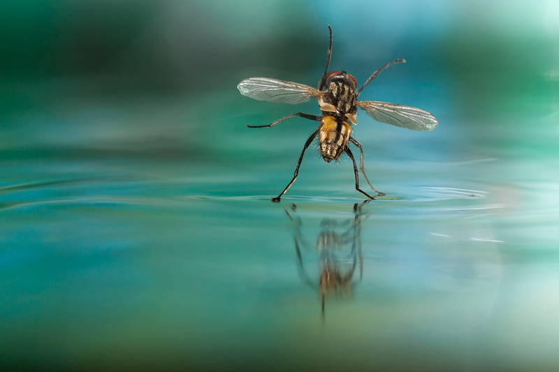 waterfront, lake, invertebrate, close-up, animal wing, Fly, water, animal eye, animal body part, outdoors, reflection, animal wildlife, nature, animal themes