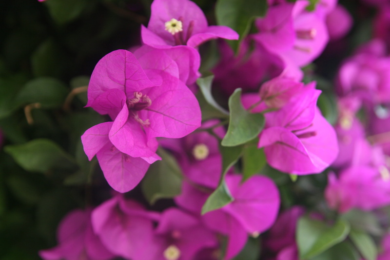 nature, beauty in nature, close-up, no people, freshness, growth, petal, springtime, fragility, flowering plant, pink color, plant, inflorescence, selective focus