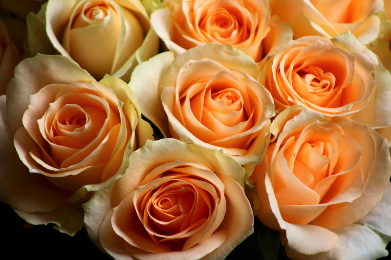 inflorescence, arrangement, petal, 5K, rose - flower, vulnerability, full frame, bloom, bouquet, bloeien, bloesem, roze, close-up, rose, backgrounds, roos