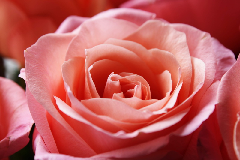 freshness, beauty, flower garden, pink rose, flower, bouquet, growth, 4K, petal, bloom, soft focus, no people, vulnerability, roses flowers, bloesem, macro