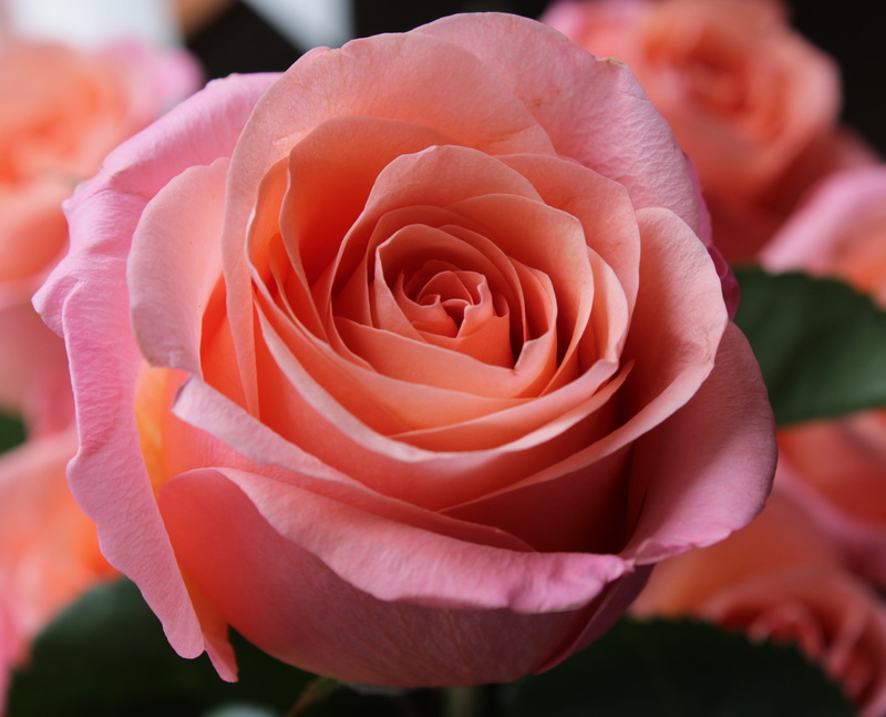 vulnerability, bloem, flower head, inflorescence, beauty, freshness, flowering plant, outdoors, passion, bloesem, roze, no people, nature, feeling, pink roses