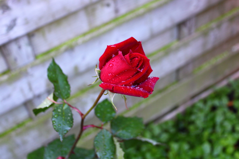 nature, growth, bloom, close-up, flower, background, inflorescence, raindrop, romantic, romance, flowering plant, wet, beauty in nature, freshness, water