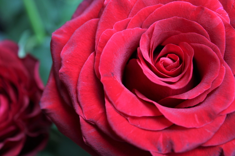inflorescence, red, springtime, beauty in nature, velvety, rose, softness, petal, nature, bloem, romantic, beauty, wedding, feeling, blossom, floral, plant